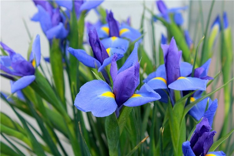 Выставка тюльпанов в Твери