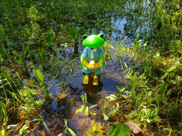Лягушка Ванда и все-все-все