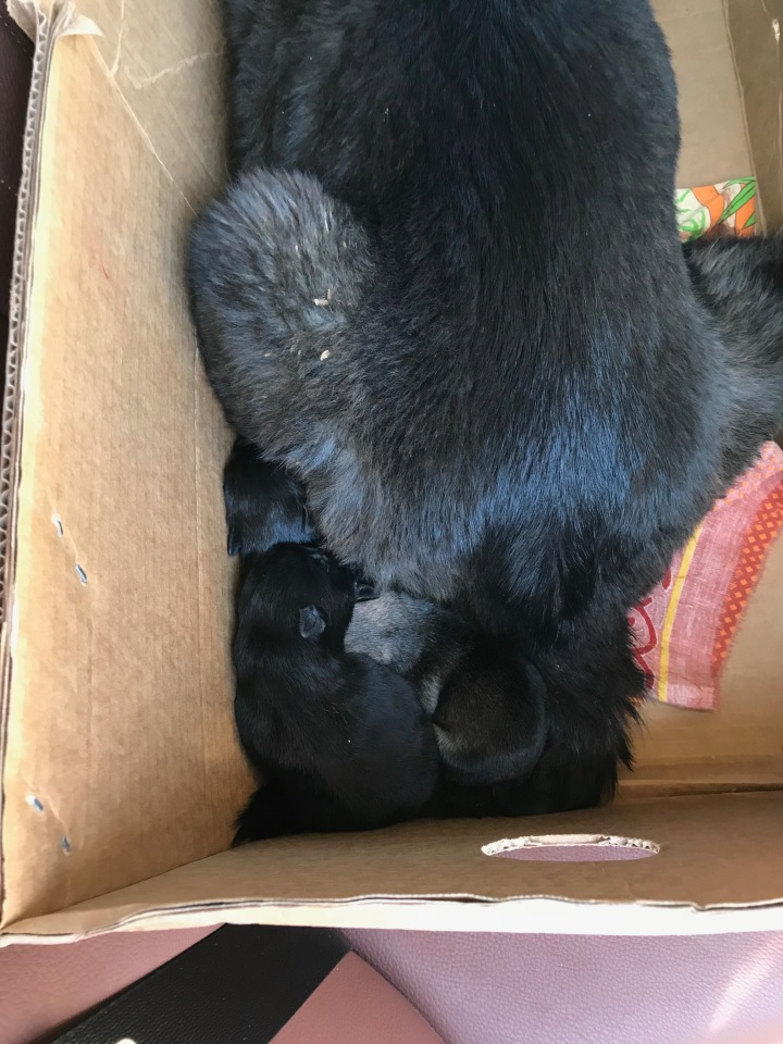 Нужна помощь собакам — Болталка и разговоры обо всем: жизнь (фото 8)