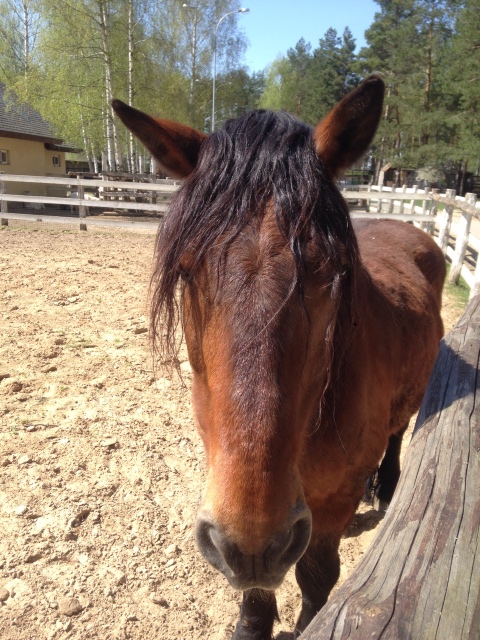 Как мы побывали в Некотором царстве ... с Mui-chan