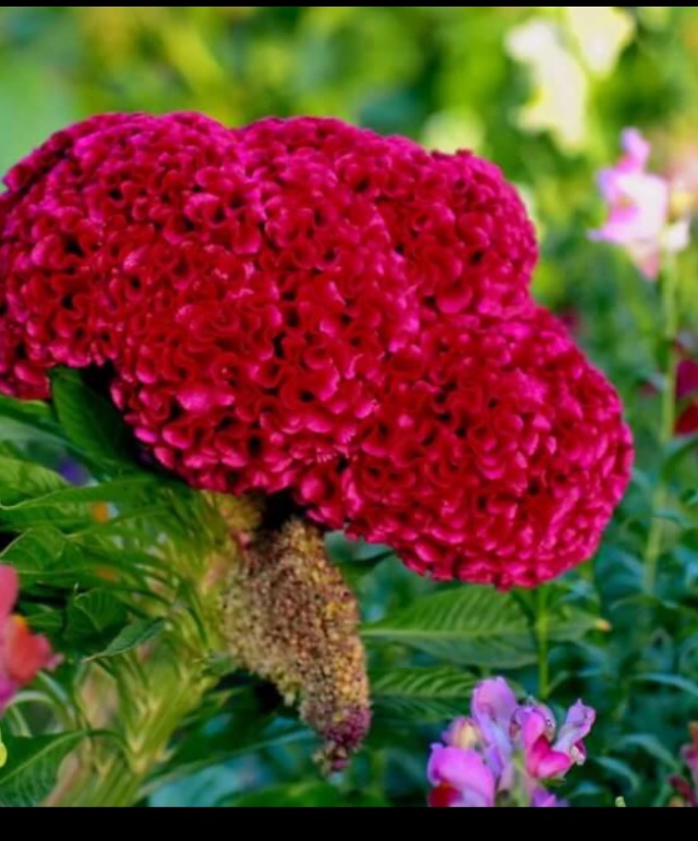 Как одеть мулатку — Антикварные куклы Bru (Брю) и реплики: Bru Jne (фото 2)