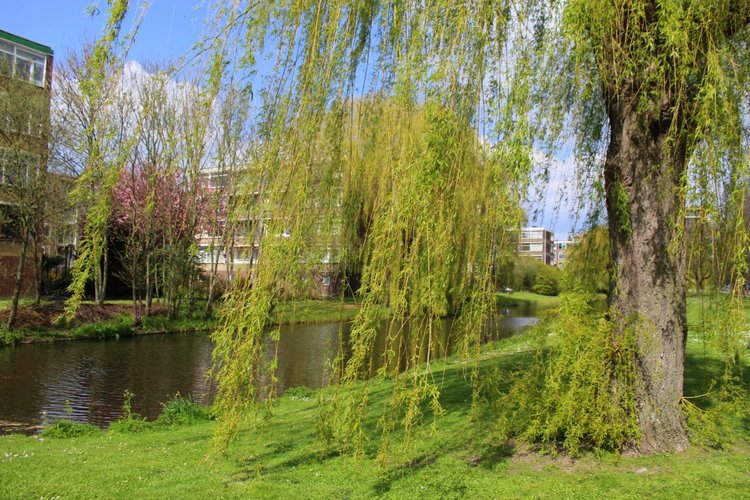 Цветущая Сакура. Прогулка по парку с Алисой. Весенние зарисовки