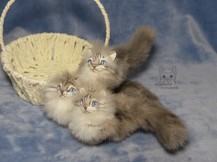 Котята Невские маскарадные, окрас Тэбби пойнт (фото 4)