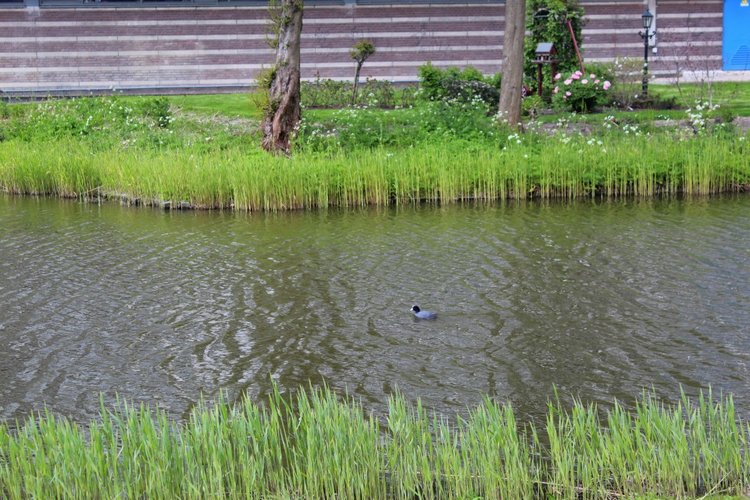 Цветущая Сакура. Прогулка по парку с Алисой. Весенние зарисовки (фото 10)