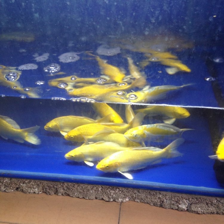 Прогулка по Китаю-2 (обзор цен на игрушки, животных, шмотки, еду)