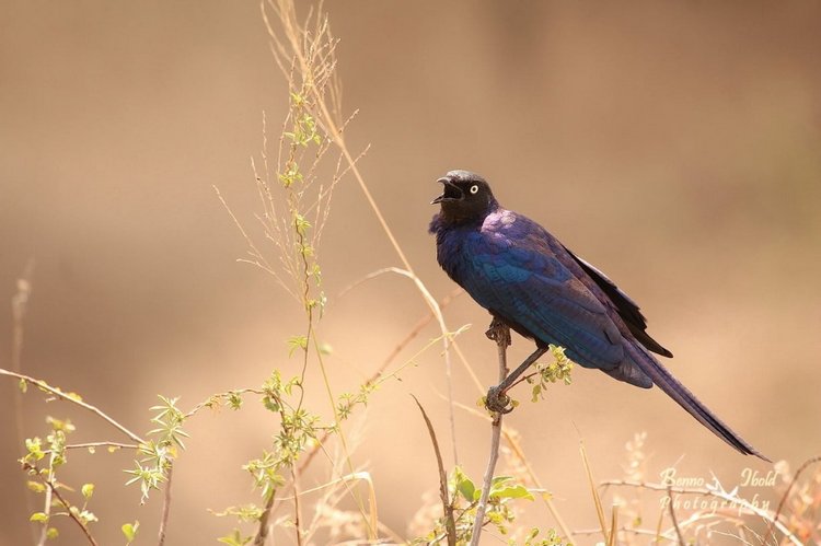 Любителям природы - профессиональные фотографии (выпуск 4) (фото 6)
