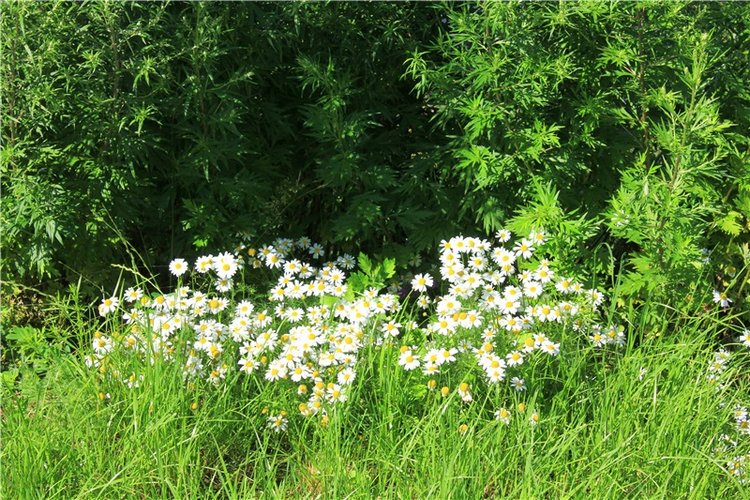 Тайны Древней Старицы — Культура