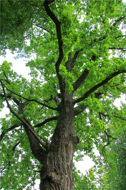 Путешествие Виолы в Усадьбу Знаменское-Раёк