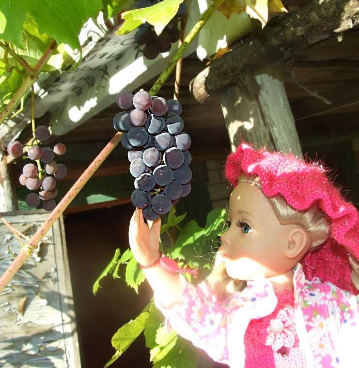 Линка и Иришка - сборщицы винограда | Бэйбики Линка и Иришка - сборщицы винограда