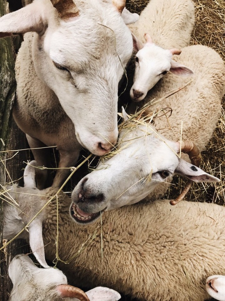 Прокатимся на машине времени? Поселение Старбридж. Новая Англия. 1830 год