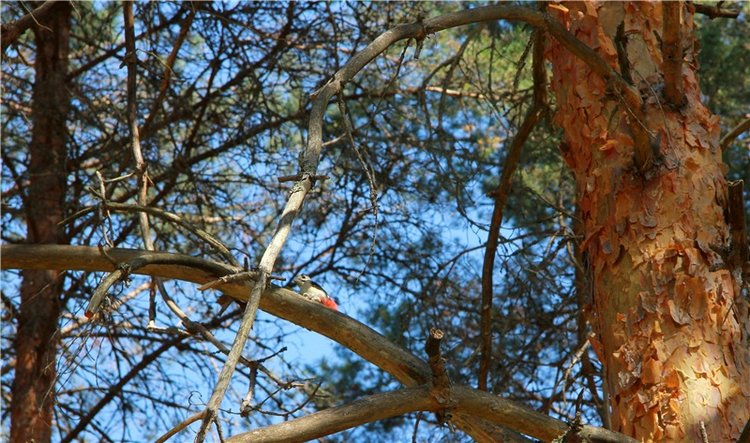 Инопланетянка Нийя. Custom Blythe Doll UFO Go Go Takara