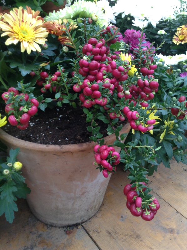 Аптекарский огород сегодня. ч.5. Грибной фестиваль