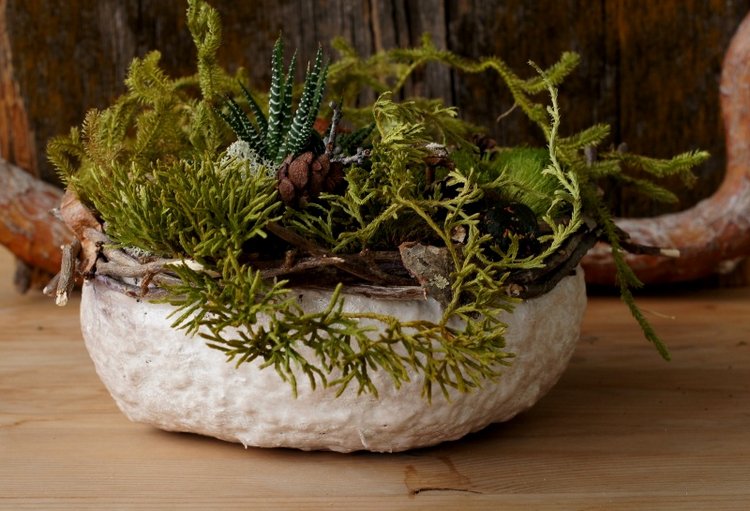 Кусочек природы в доме — Другие хобби и увлечения: сад (фото 2)