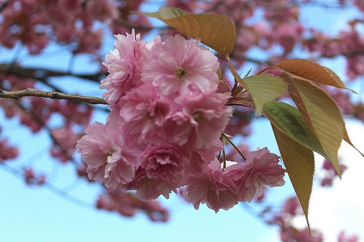 Цветущая Сакура. Прогулка по парку с Алисой. Весенние зарисовки (фото 6)