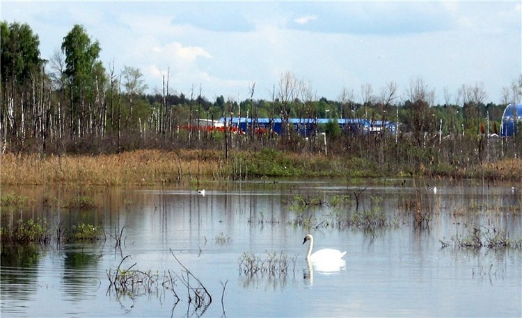 "Лебединое озеро" в Твери