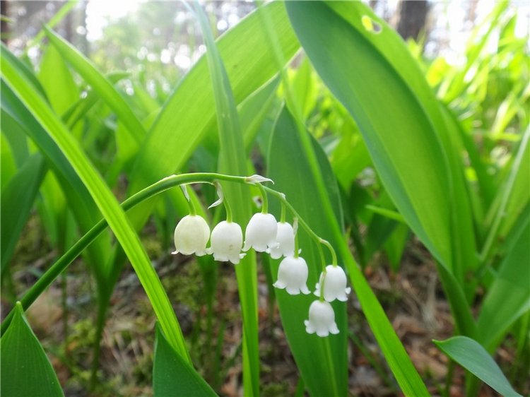 Ландышевая Сказка — Куклы Heidi Plusczok (Хайди/Хейди Плюсчок) — фото