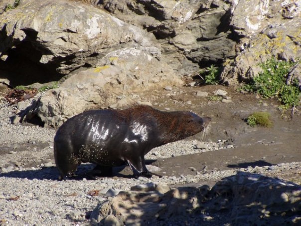 Увлекательное путешествие по Новой Зеландии