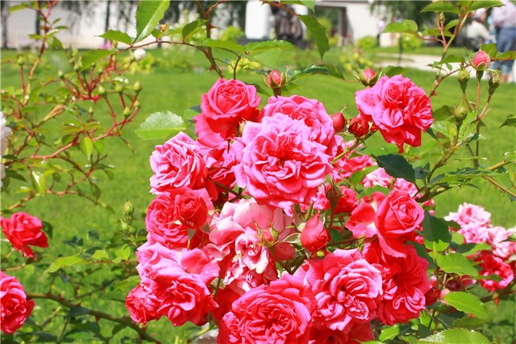 Любимая Старица. Свято-Успенский мужской монастырь