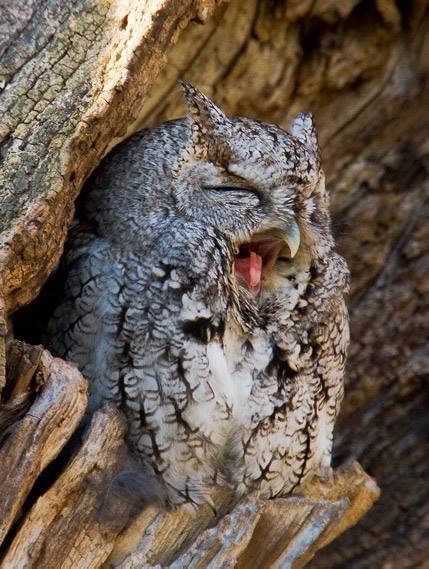 Любительские и профессиональные фотографии Сов (выпуск 2)