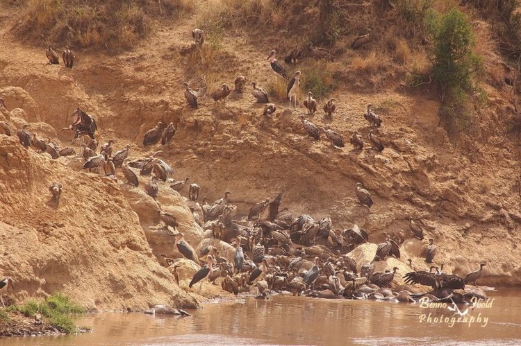 Любителям природы - профессиональные фотографии (выпуск 4) (фото 5)