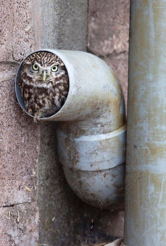 Любительские и профессиональные фотографии Сов (выпуск 2)