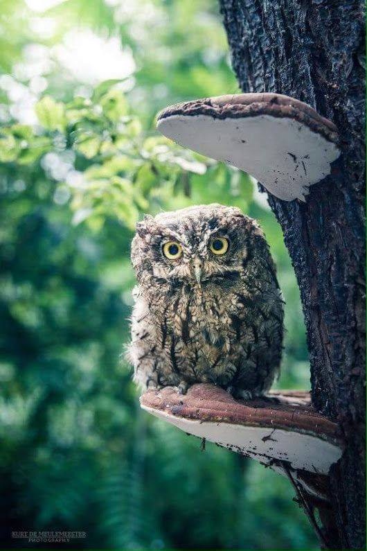 Любительские и профессиональные фотографии Сов (выпуск 2)