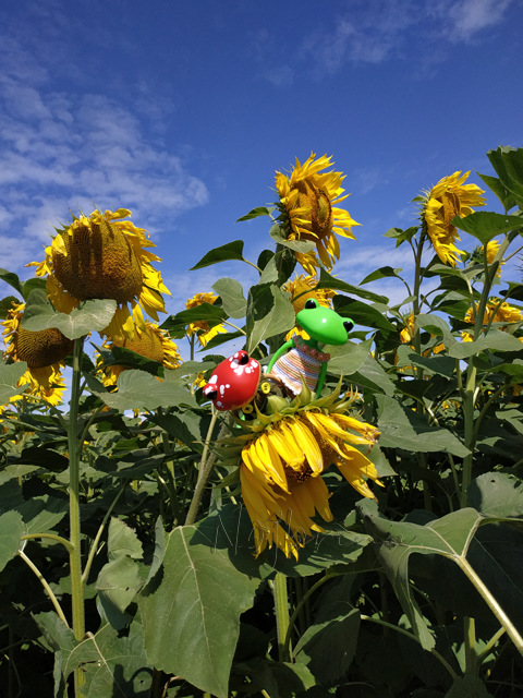 Wonderfrog. Красота в простоте. Часть 2 (фото 3)