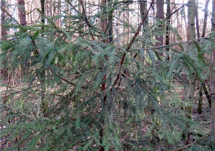 23 февраля - расцвели синие подснежники