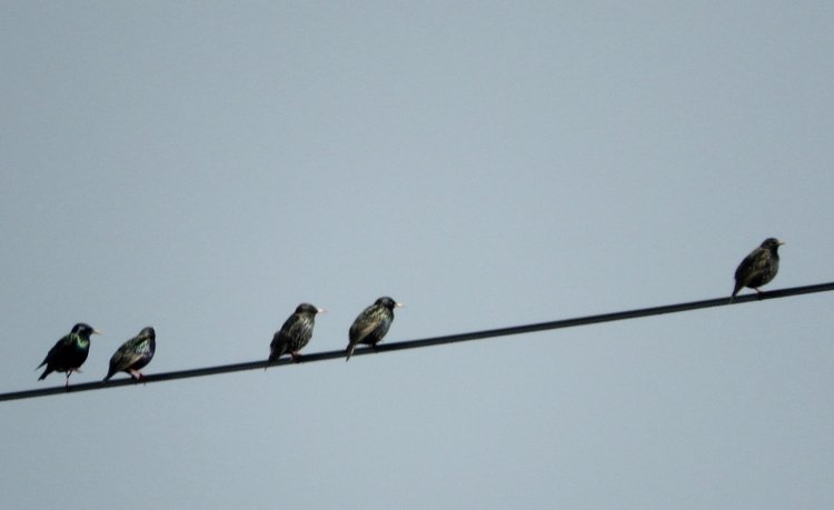 Сойки во дворе — Интересное и необычное: фотоподборки