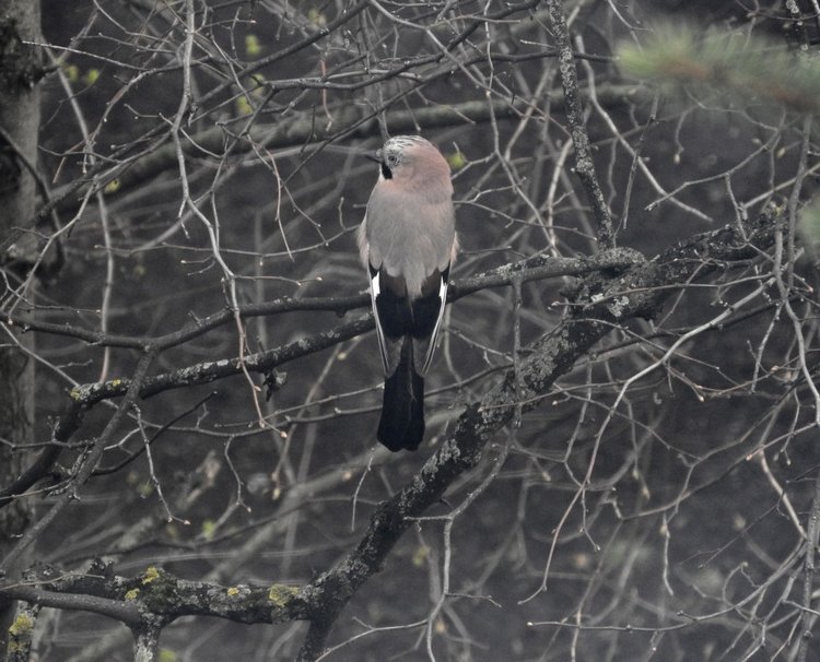 Сойки во дворе — Интересное и необычное: фотоподборки