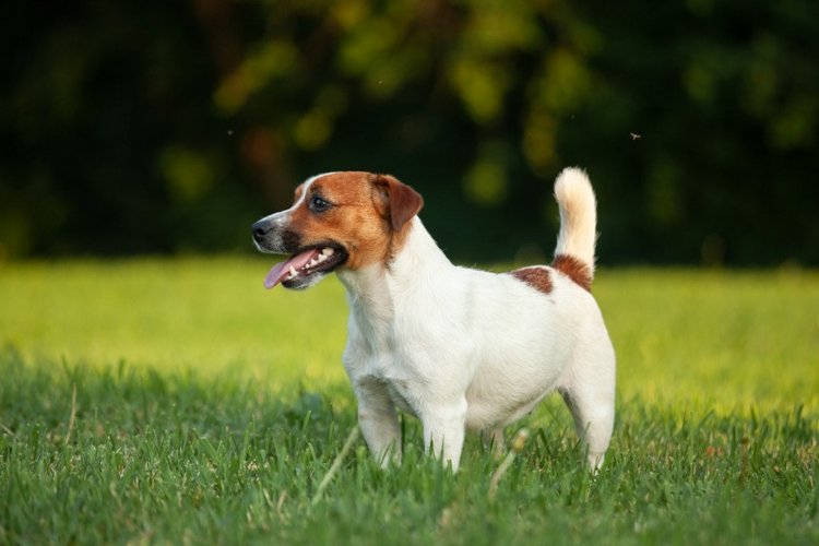 В гостях у STEPHA dolls! Biggers, Миниамигес, Вестида де Азул