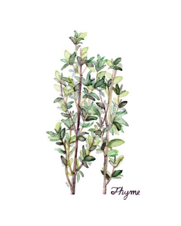 TheColorfulCatStudio - Иллюстрированная флора by Rachel Byler