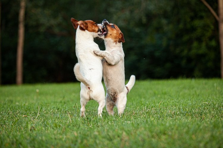 В гостях у STEPHA dolls! Biggers, Миниамигес, Вестида де Азул