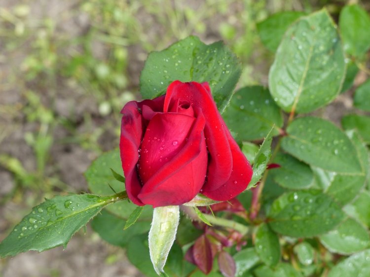 Последние денечки лета.... Совенок Желточек, дача и другие дачные жители