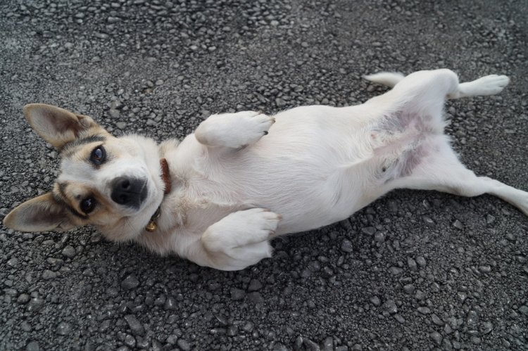 Ура! Суббота! Выписка куколок