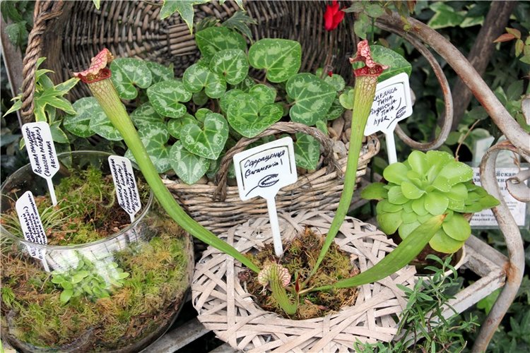 Тверской Ботанический Сад, продолжение | Бэйбики Тверской Ботанический Сад, продолжение