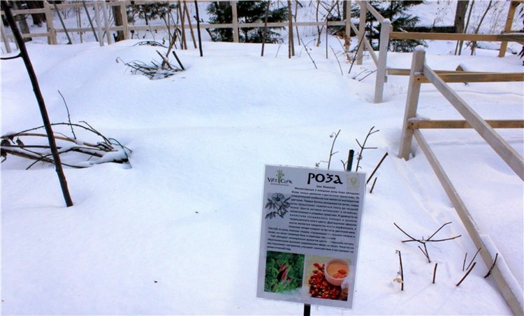 Тверской Ботанический Сад, заключительная часть