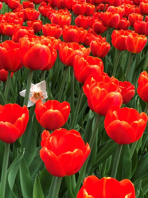 Тони Старк: приключения без брони. Был месяц май, половина вторая
