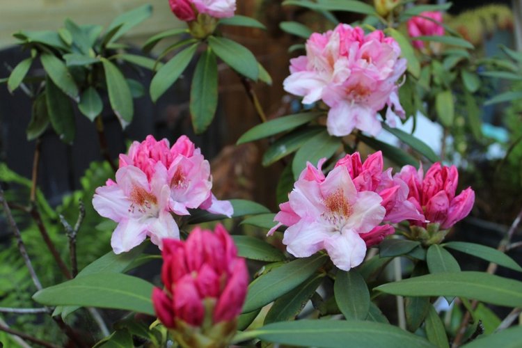 Sonja гуляет в саду. Коллекционная кукла от Helen Kish (фото 5)