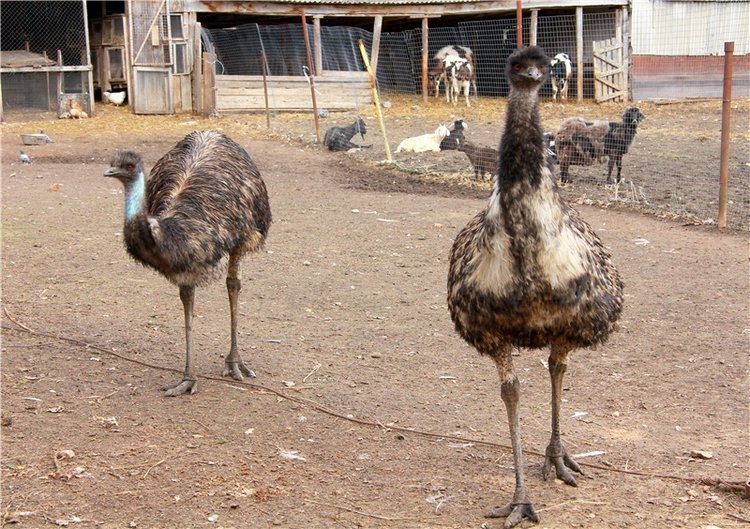 Усадьба Чукавино, Тверская область (фото 2)