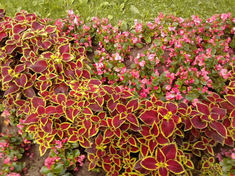 Последний месяц лета. Мой Псков. Аурика (фото 3)