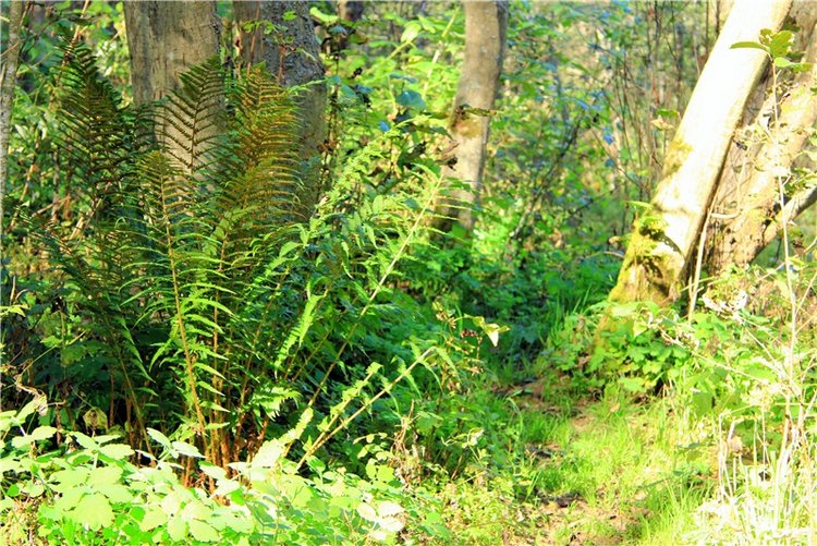 Старицкая Швейцария. Старицкие пещеры, д. Толпино, заключительная часть