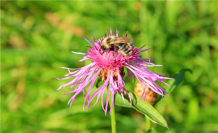 Нийя. Воспоминание об осени, Чукавино, Эко-Лэнд