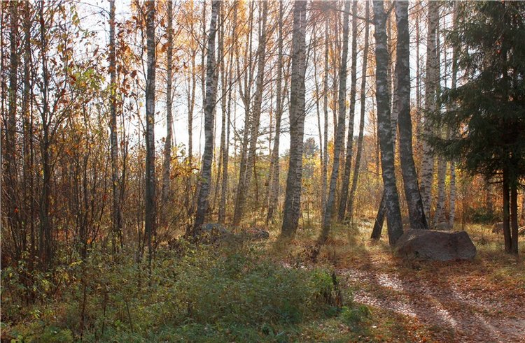 Ромашковый октябрь. Zwergnase Mischa