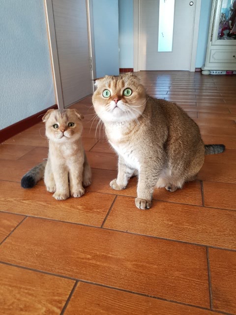 Кошачье, внучачье, одним словом мимимишное (фото 8)