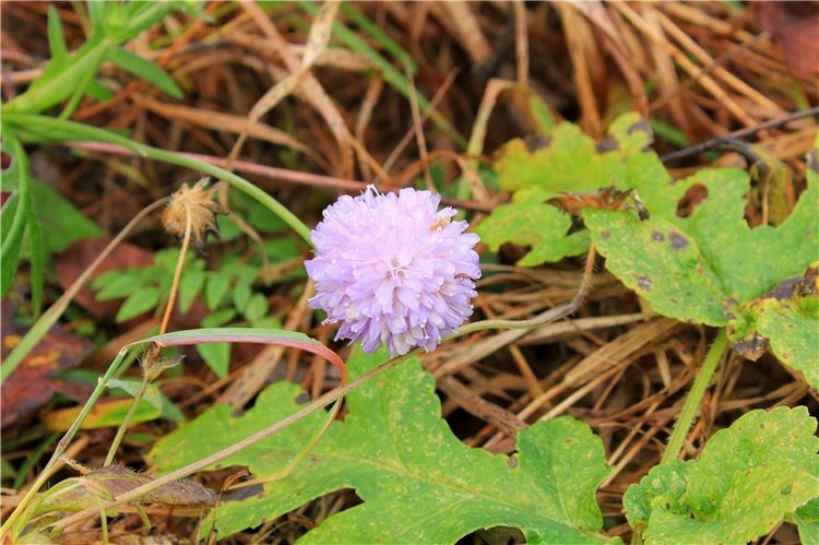 Осеннее путешествие с Мишей. Zwergnase Mischa | Бэйбики Осеннее путешествие с Мишей. Zwergnase Mischa