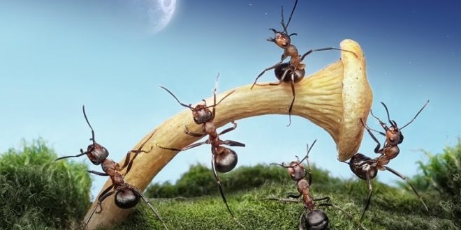 Уморительные муравьи — Интересное обо всем: поздравления