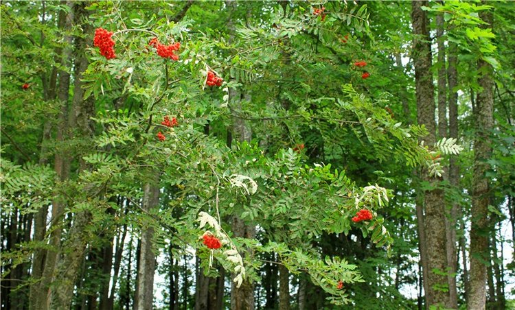 Подарок для Бенни | Бэйбики Подарок для Бенни — Куклы Iplehouse (Иплхаус): BJD (БЖД)