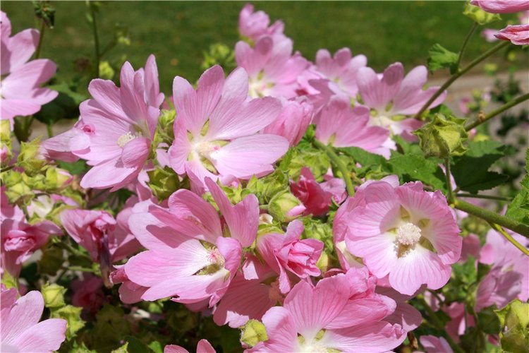 Любимая Старица. Свято-Успенский мужской монастырь