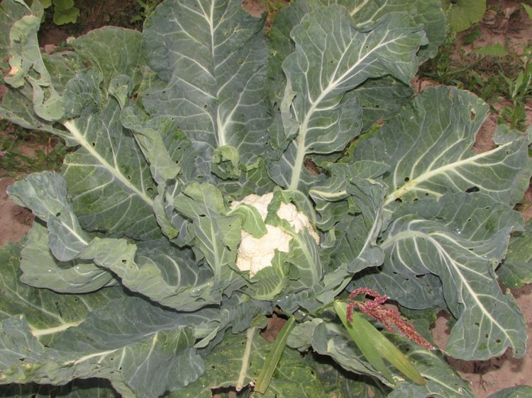 Путешествие в Нижегородскую область - часть 3 - Тимошка на усадьбе